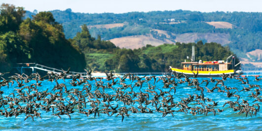 Avistamiento de Aves en Chiloe Chile