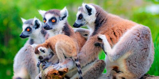 Lo Mejor de Huacho 2035